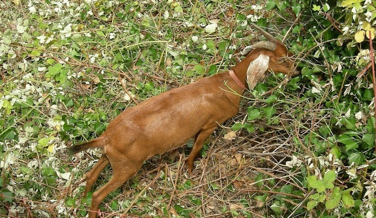 Edwards County Goat Tests Positive For Anthrax, County's First Case in 2026