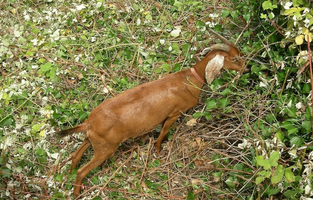 Edwards County Goat Tests Positive For Anthrax, County's First Case in 2026