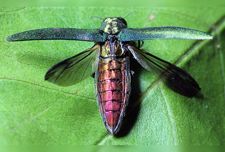 Emerald Ash Borer Found in Vancouver, WA — Washington's Trees Now at Risk