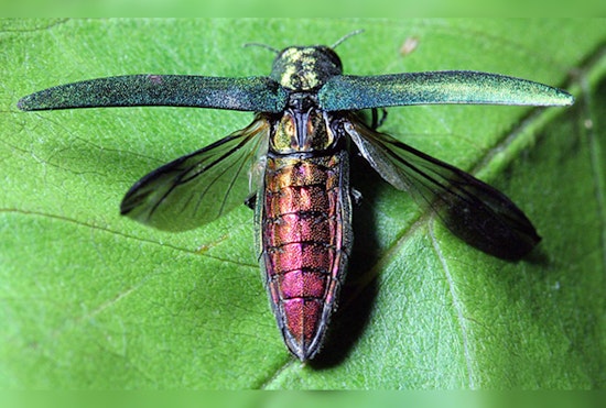 Emerald Ash Borer Found in Vancouver, WA — Washington's Trees Now at Risk