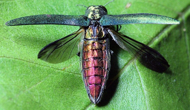 Emerald Ash Borer Found in Vancouver, WA — Washington's Trees Now at Risk