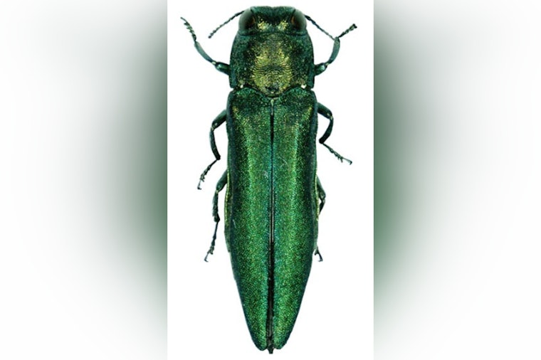 Emerald Ash Borer Jumps to Salem and Beaverton, Threatens Oregon's Salmon Streams