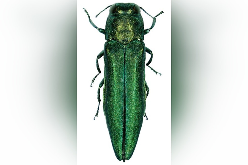 Emerald Ash Borer Jumps to Salem and Beaverton, Threatens Oregon's Salmon Streams