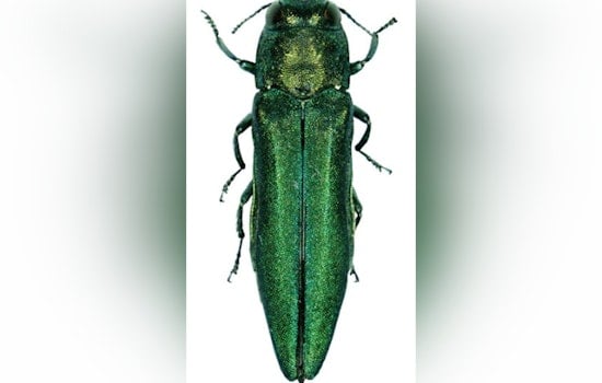 Emerald Ash Borer Jumps to Salem and Beaverton, Threatens Oregon's Salmon Streams
