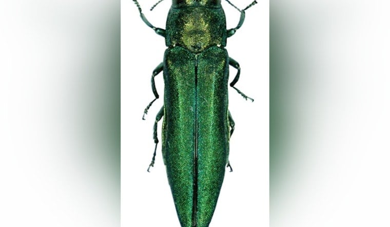 Emerald Ash Borer Jumps to Salem and Beaverton, Threatens Oregon's Salmon Streams