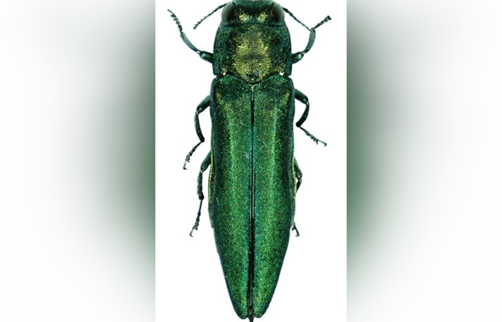 Emerald Ash Borer Jumps to Salem and Beaverton, Threatens Oregon's Salmon Streams