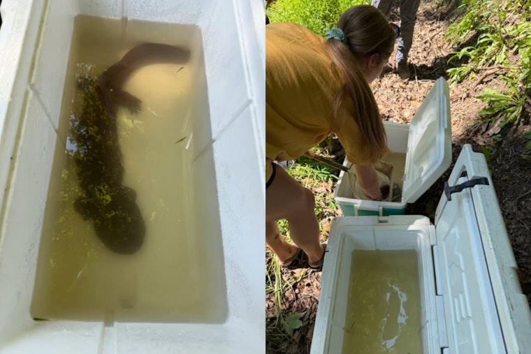 Endangered Salamander Halts ODOT Road Repair in Belmont County for Two Days