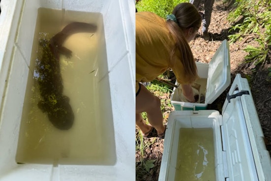 Endangered Salamander Halts ODOT Road Repair in Belmont County for Two Days