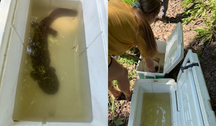 Endangered Salamander Halts ODOT Road Repair in Belmont County for Two Days