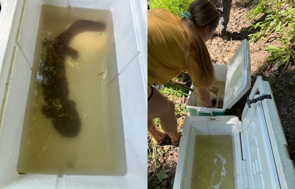 Endangered Salamander Halts ODOT Road Repair in Belmont County for Two Days