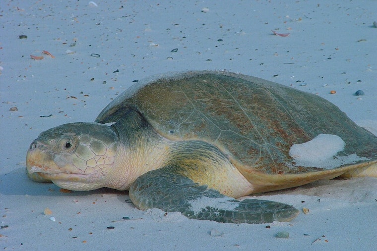 Endangered Sea Turtle Rhossi Lands in Houston After 5,000-Mile Flight From Wales