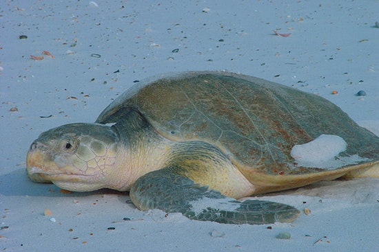 Endangered Sea Turtle Rhossi Lands in Houston After 5,000-Mile Flight From Wales