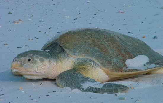 Endangered Sea Turtle Rhossi Lands in Houston After 5,000-Mile Flight From Wales