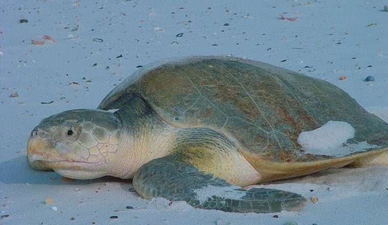 Endangered Sea Turtle Rhossi Lands in Houston After 5,000-Mile Flight From Wales