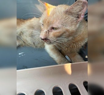 Enid Cat Sanctuary Fire Leaves Dozens Missing, Only Sergeant Pulled Alive