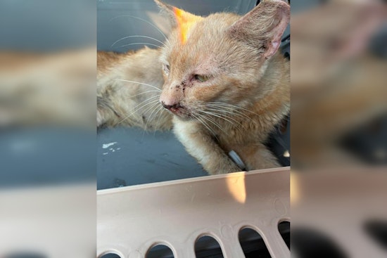 Enid Cat Sanctuary Fire Leaves Dozens Missing, Only Sergeant Pulled Alive