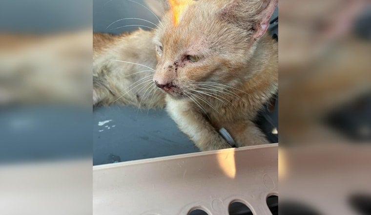 Enid Cat Sanctuary Fire Leaves Dozens Missing, Only Sergeant Pulled Alive
