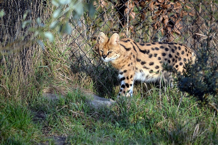 Escaped Serval Spotted Roaming Rural Gardner, Grundy County Races to Trap It