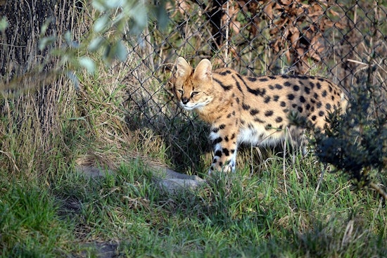 Escaped Serval Spotted Roaming Rural Gardner, Grundy County Races to Trap It