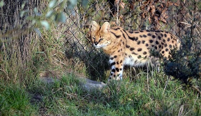 Escaped Serval Spotted Roaming Rural Gardner, Grundy County Races to Trap It