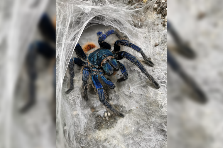Exposition Park Museum Swaps Butterflies for 300 Spiders This Fall