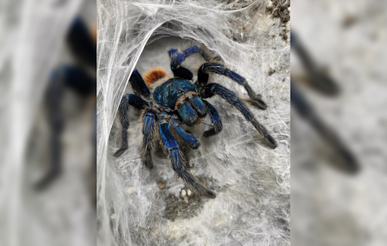 Exposition Park Museum Swaps Butterflies for 300 Spiders This Fall