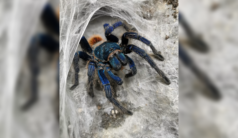 Exposition Park Museum Swaps Butterflies for 300 Spiders This Fall