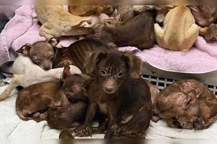 Fallen Tree Exposes Merrillville Hoarding Home With 48 Dogs, Several Cats