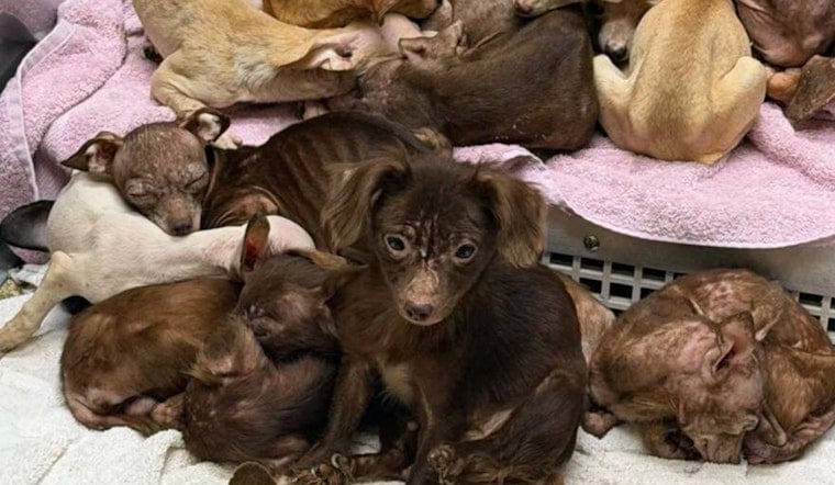 Fallen Tree Exposes Merrillville Hoarding Home With 48 Dogs, Several Cats