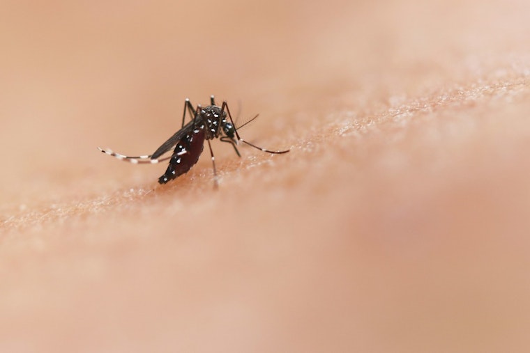 Far South Side Mosquito Spraying Set After West Nile Cases Spike in Insects