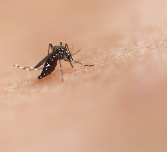 Far South Side Mosquito Spraying Set After West Nile Cases Spike in Insects