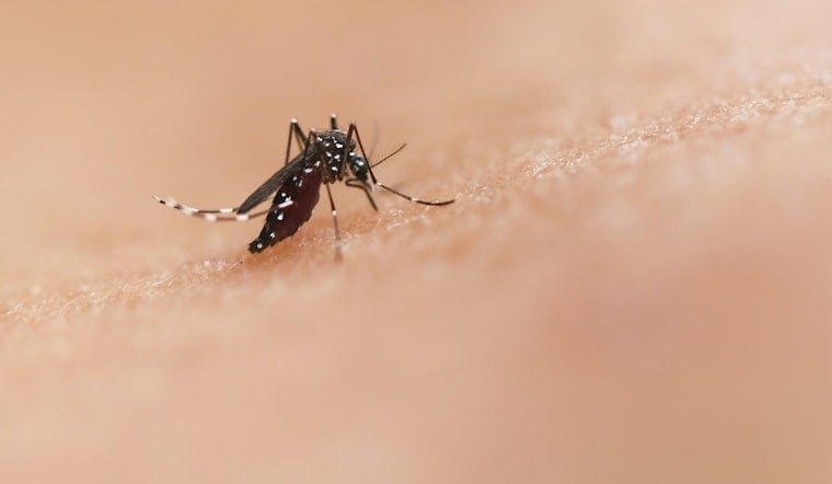 Far South Side Mosquito Spraying Set After West Nile Cases Spike in Insects