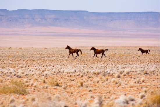 Feds Push To Pull 1,011 Wild Horses From Colorado Range Near Rangely