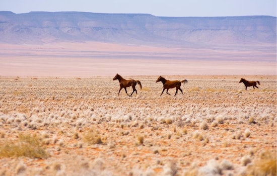 Feds Push To Pull 1,011 Wild Horses From Colorado Range Near Rangely