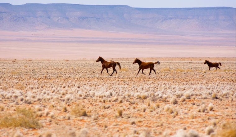 Feds Push To Pull 1,011 Wild Horses From Colorado Range Near Rangely