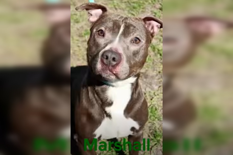 Fernandina Beach Dog Waits 541 Days in Shelter, Finally Gets a Home