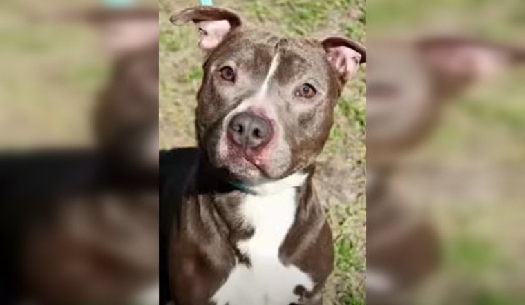 Fernandina Beach Dog Waits 541 Days in Shelter, Finally Gets a Home