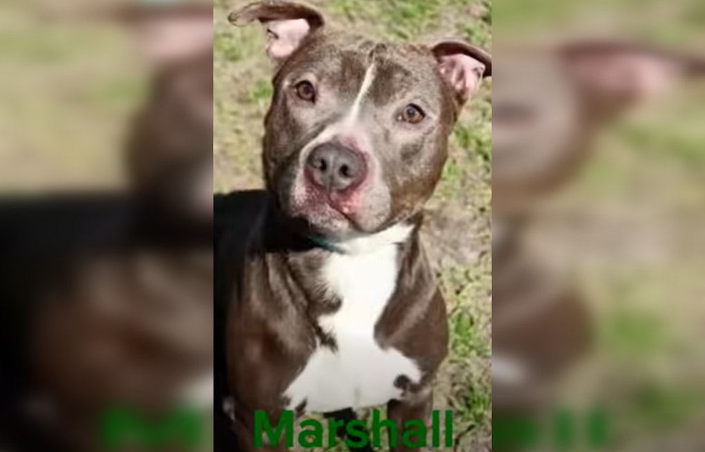 Fernandina Beach Dog Waits 541 Days in Shelter, Finally Gets a Home