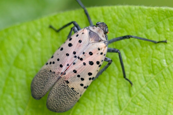 Fetterman, McCormick Declare War on Pennsylvania’s $324 Million Lanternfly Plague