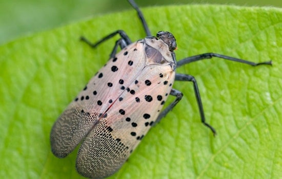 Fetterman, McCormick Declare War on Pennsylvania’s $324 Million Lanternfly Plague