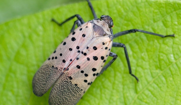 Fetterman, McCormick Declare War on Pennsylvania’s $324 Million Lanternfly Plague