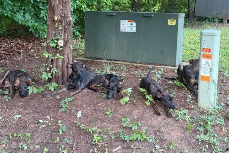 Five Puppies Dumped on Gastonia Cul-de-Sac Amid 103-Degree Heat Index