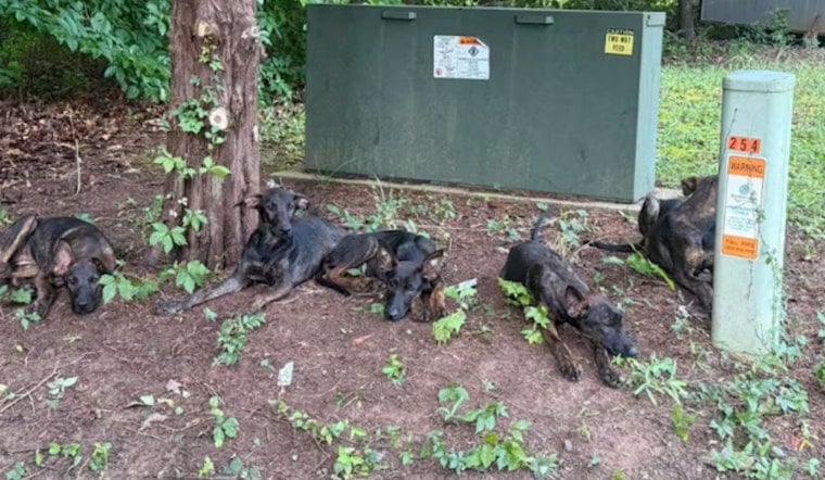Five Puppies Dumped on Gastonia Cul-de-Sac Amid 103-Degree Heat Index
