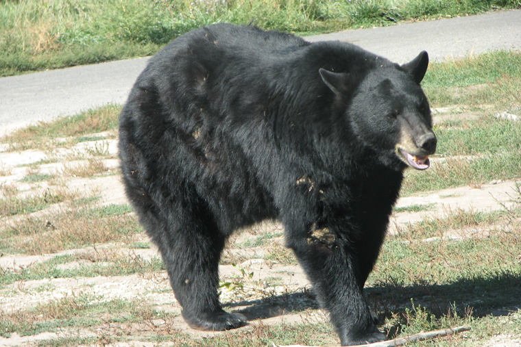 Florida Expands 2026 Bear Hunt With More Permits, First Private Land Tags