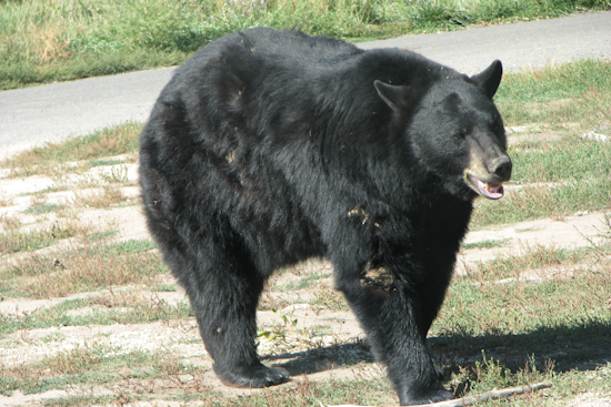 Florida Expands 2026 Bear Hunt With More Permits, First Private Land Tags