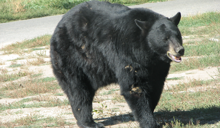 Florida Expands 2026 Bear Hunt With More Permits, First Private Land Tags