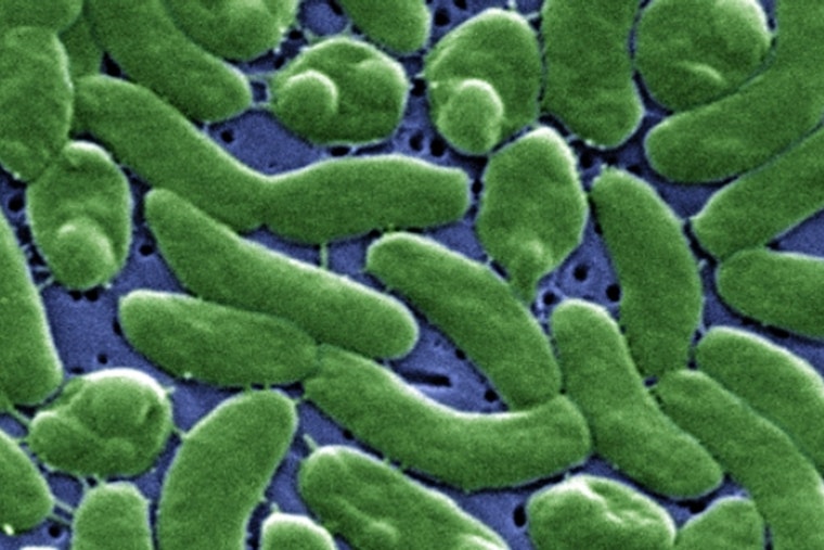 Florida's Third Flesh-Eating Bacteria Death of 2026 Confirmed in Bay County