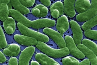 Florida's Third Flesh-Eating Bacteria Death of 2026 Confirmed in Bay County