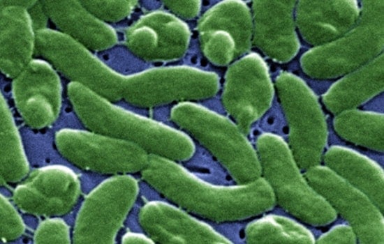 Florida's Third Flesh-Eating Bacteria Death of 2026 Confirmed in Bay County