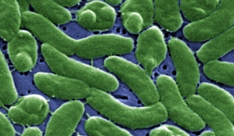 Florida's Third Flesh-Eating Bacteria Death of 2026 Confirmed in Bay County